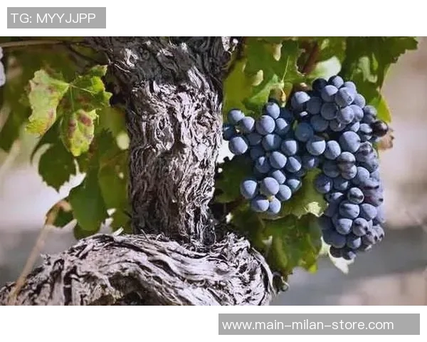 探索法国足球杂志的魅力与影响力，揭示其背后的故事与文化传承